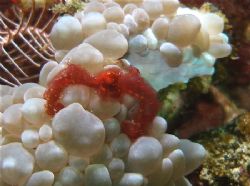 Locals call it an Orang Utan crab! An anemone crab of som... by Alex Lim 